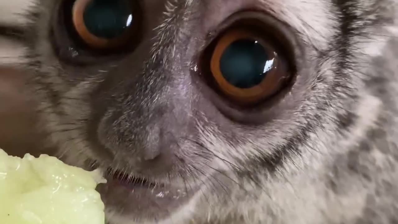 Beautiful eyes 😍 #comedy #funny #viralvideo #pet #cat #dog #nature