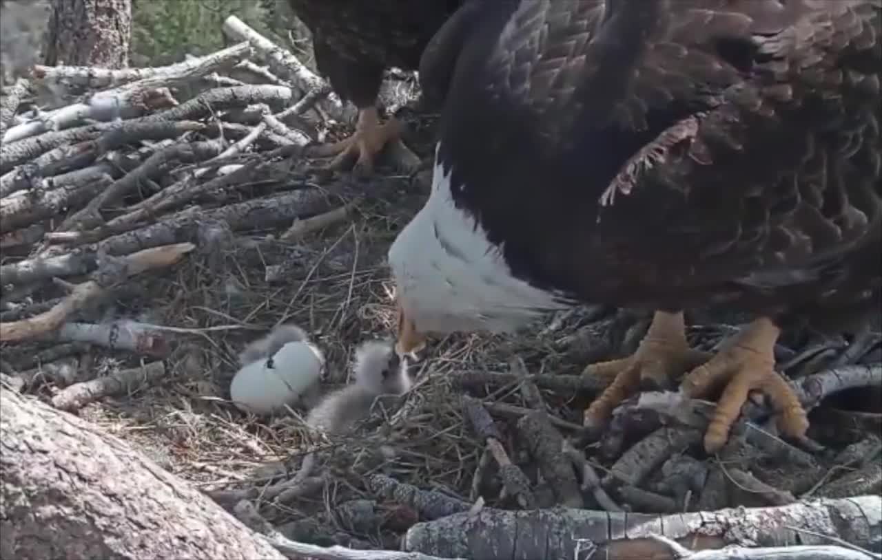 Rare footage of bald eagle eggs hatching