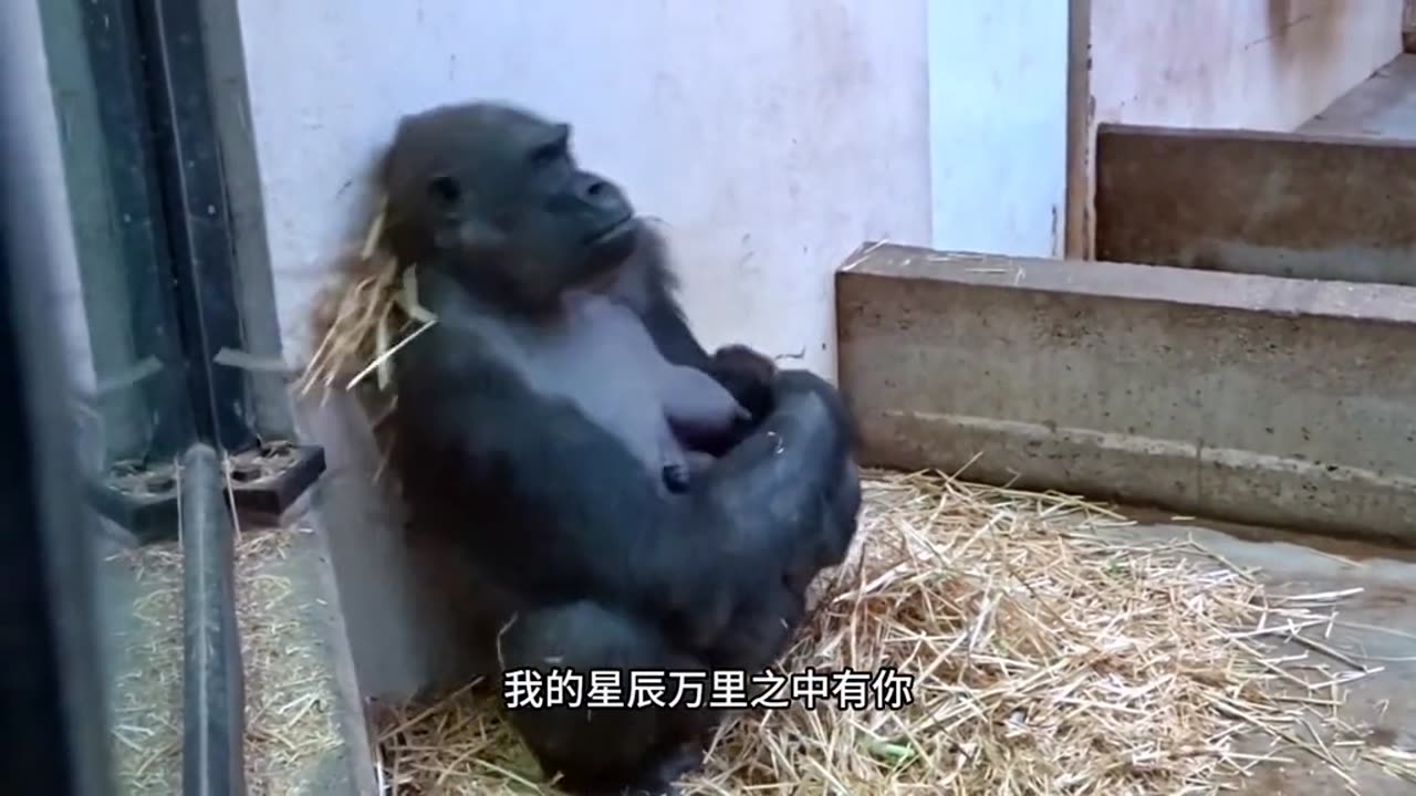 Cute baby gorilla Sleeping in mother's lap