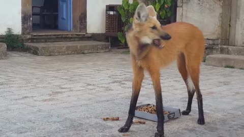 Maned wolf in Brazil