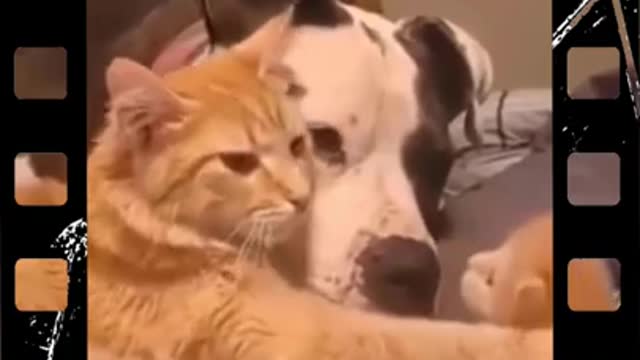 A minute of humor with cats