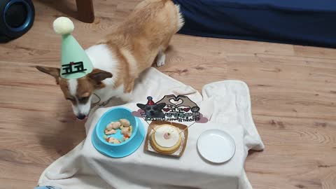 Welsh corgi's birthday snack eating show