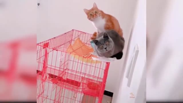 Cute cats playing naughty and #1