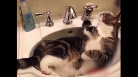 Funny animals video