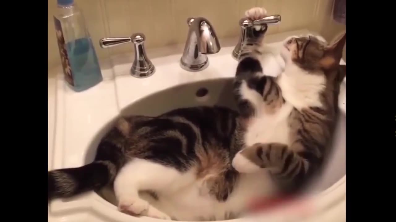 Funny animals video