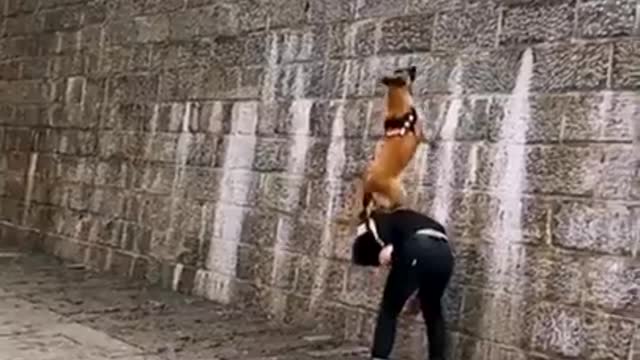 Dogs That Fly - Malinois & Alsatian Dogs Show Their Jumping Agility #Shorts