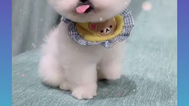 🐩Cute and funny videos