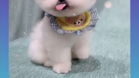 🐩Cute and funny videos