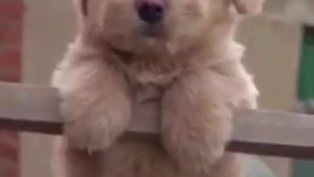 Cute &f Funny cat
