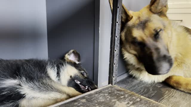 Adorable, cute German Shepherd Puppies play fight