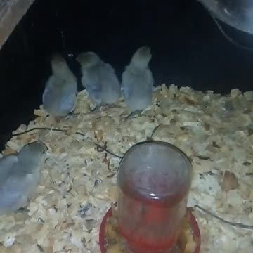 Chicks in a brooder Part 16