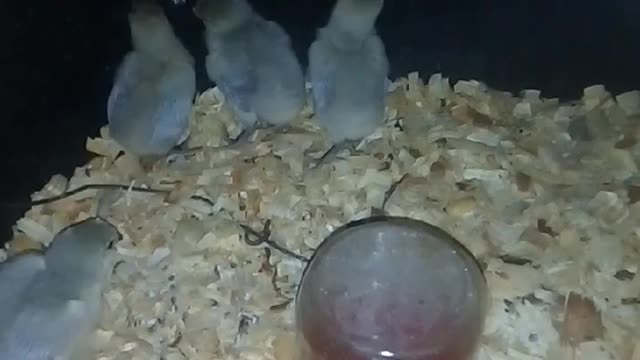 Chicks in a brooder Part 16