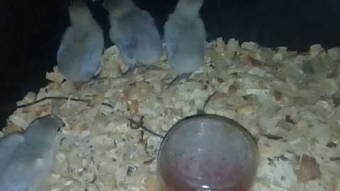 Chicks in a brooder Part 16