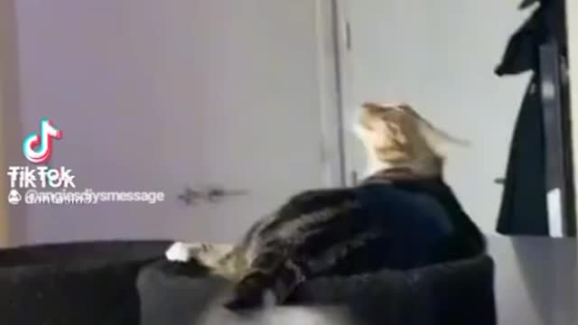 From TikTok A Funny Kitty