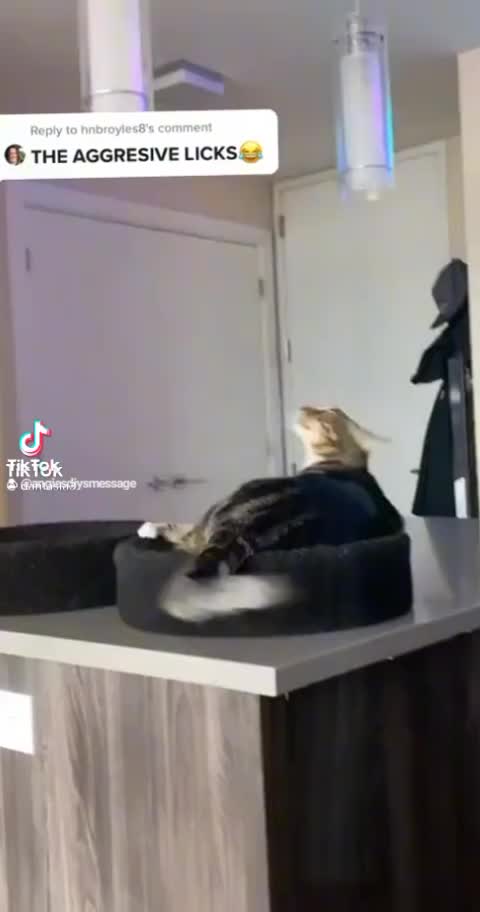From TikTok A Funny Kitty