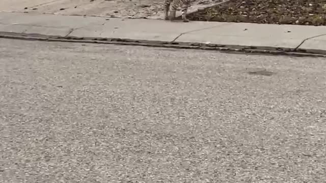 Bobcat Casually Strolls Along Street