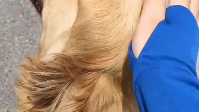 Touch the dog's head