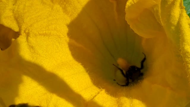 Hanging GARDEN buzzing