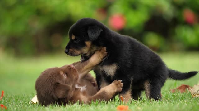 Two cute Little puppies Playing