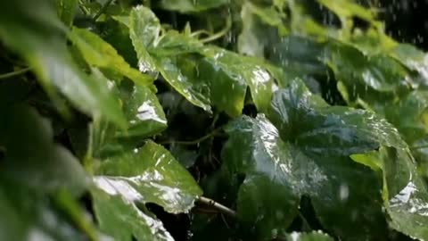 Rain, Soothing Rain Sounds for Sleep, Relaxation, Meditation, Calm, Rain Video, (1)