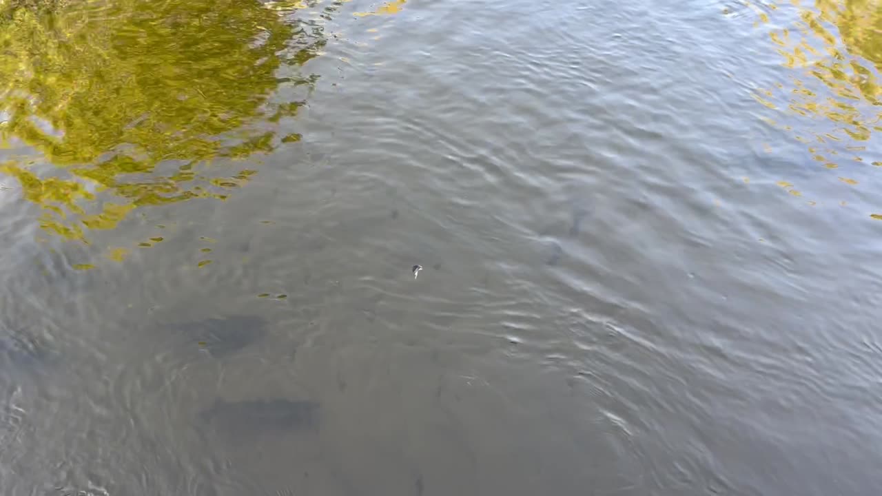 Salmon run on the White River