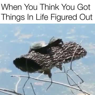 A turtle on a round wood