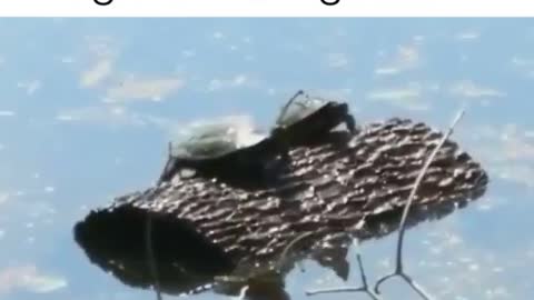 A turtle on a round wood