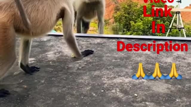 Mirror prank for monkey hilarious reaction | very funny reaction | monkey reaction