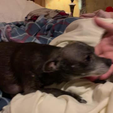 My dog doesn’t like to smell good