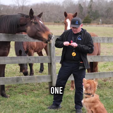 Is That a Carrot in My Pocket?