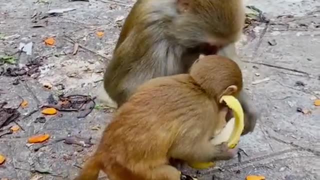 What a GOOD mom monkey!