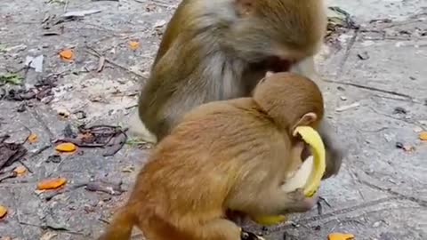 What a GOOD mom monkey!