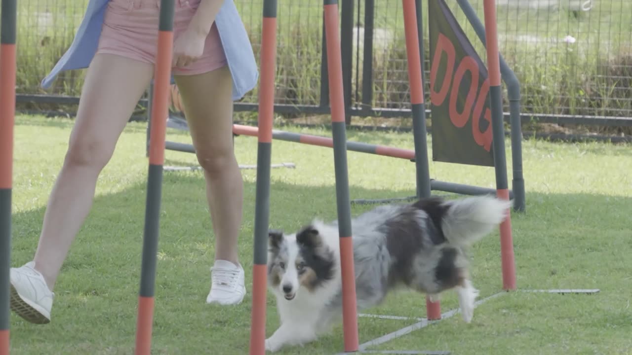 Cute dog is a playground