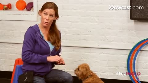 Dogs basic training in reality