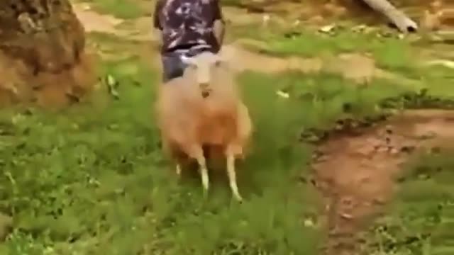 Sheep Gtt Angry 😡