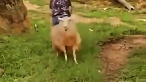 Sheep Gtt Angry 😡