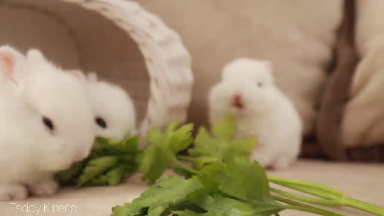 Cats most funny video with bunnies