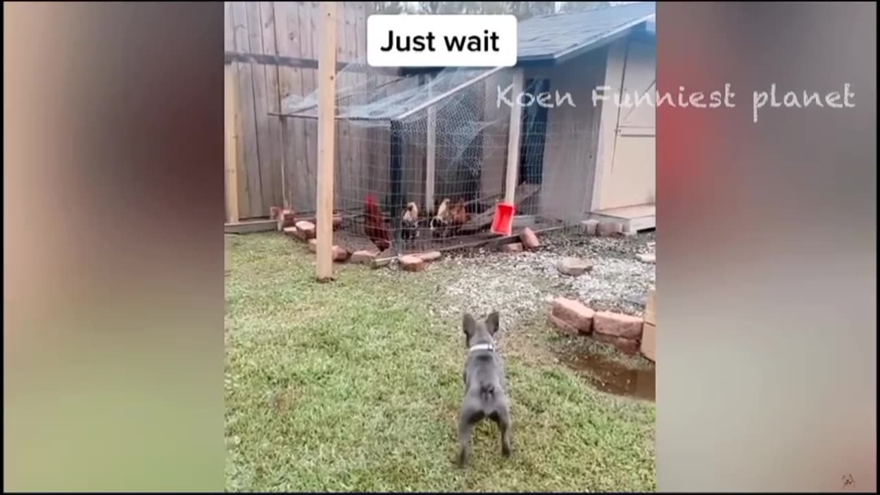 Top funniest reaction of the animal's......best funny dog and cats and other animal reaction......