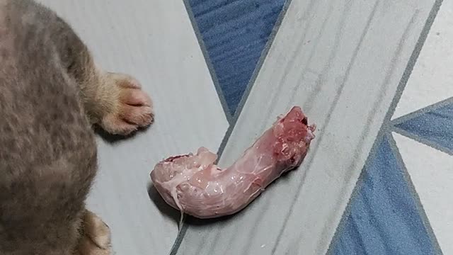 Cat Eating Chicken