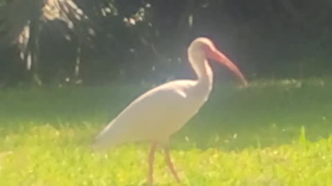 North Florida Egret 3-24.