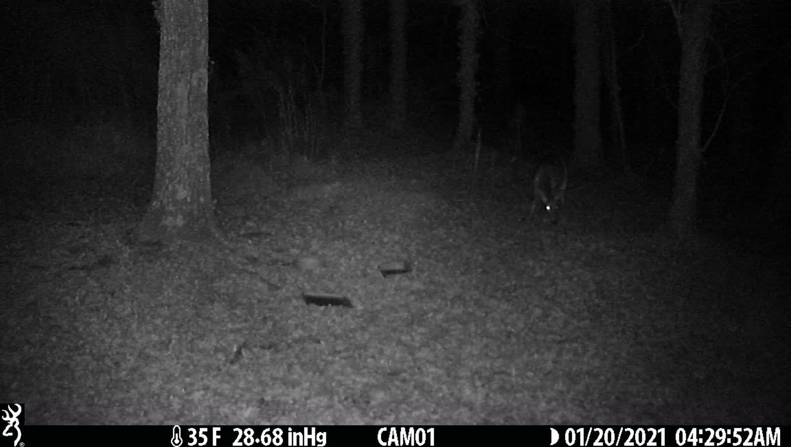 Doe checking everything out 1-20-21