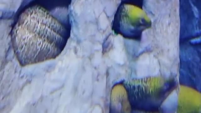 eel