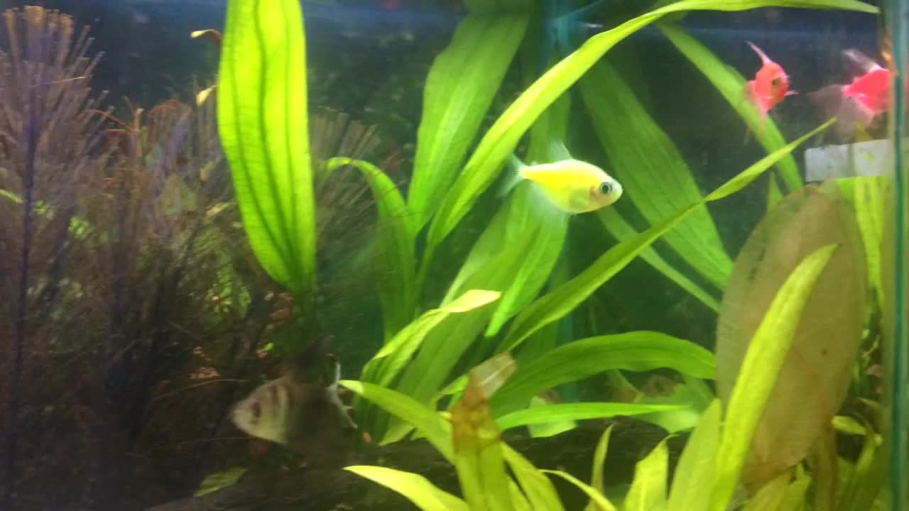 My Fish Before Food Time