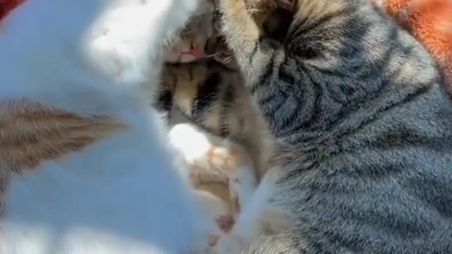 Cats fun