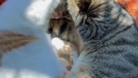 Cats fun