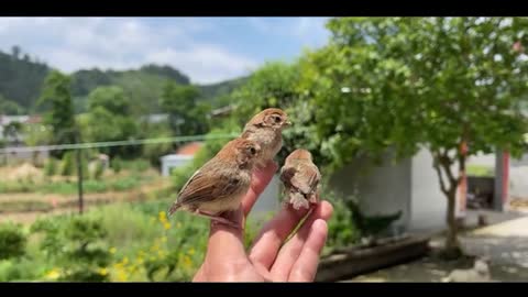 Newly hatched magpie