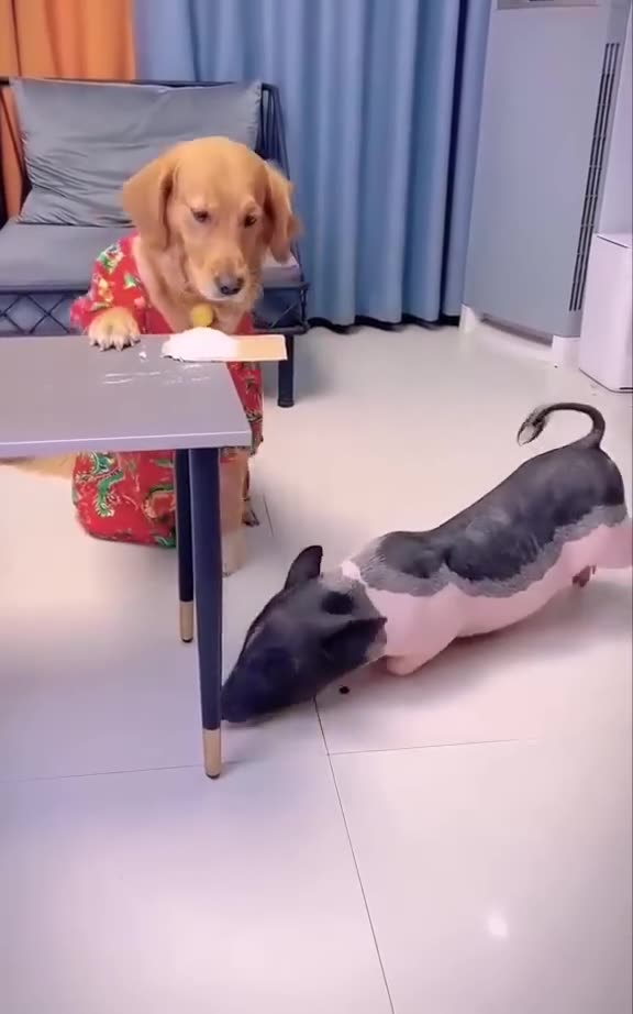 This is a very clever dog _ Dog and the Pig _dog _dogvideo _viral _ (new dog video)