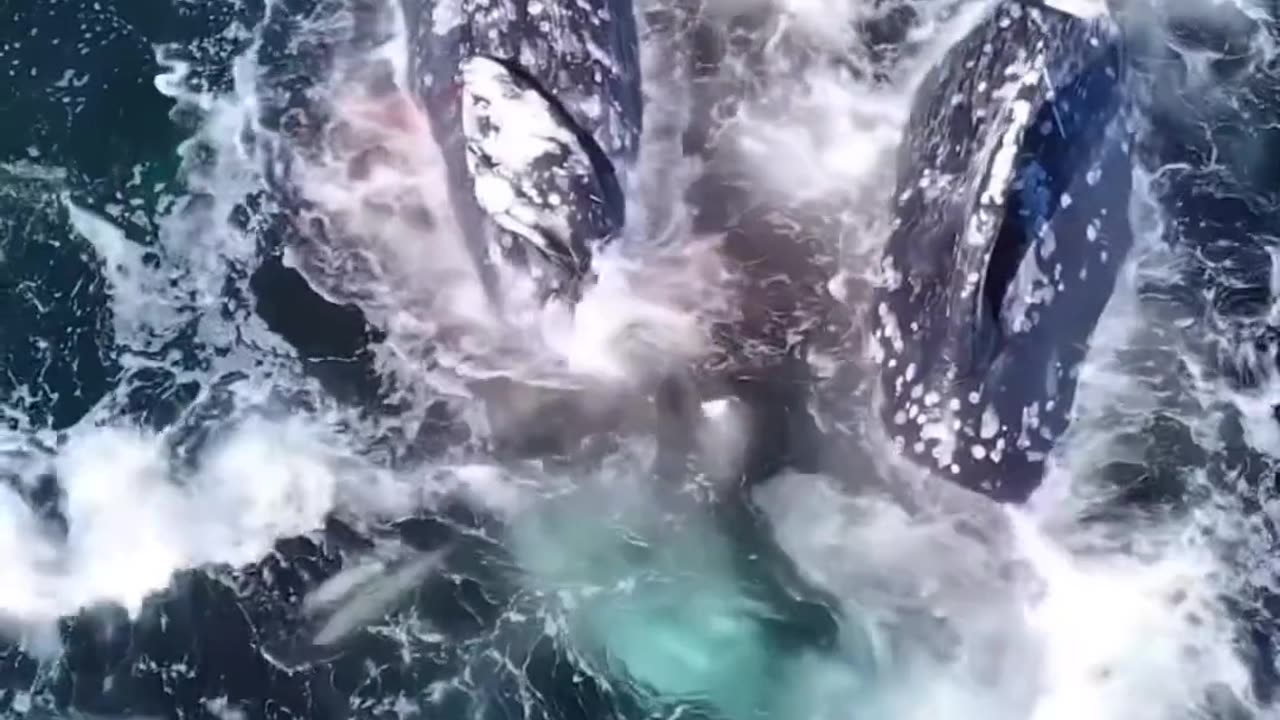 Sea animals