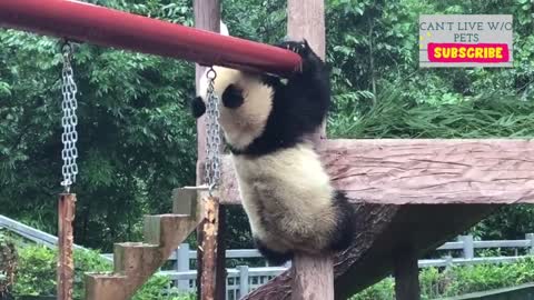 Satifying panda rolling videos..... No doubt they are rare. King of laziness.
