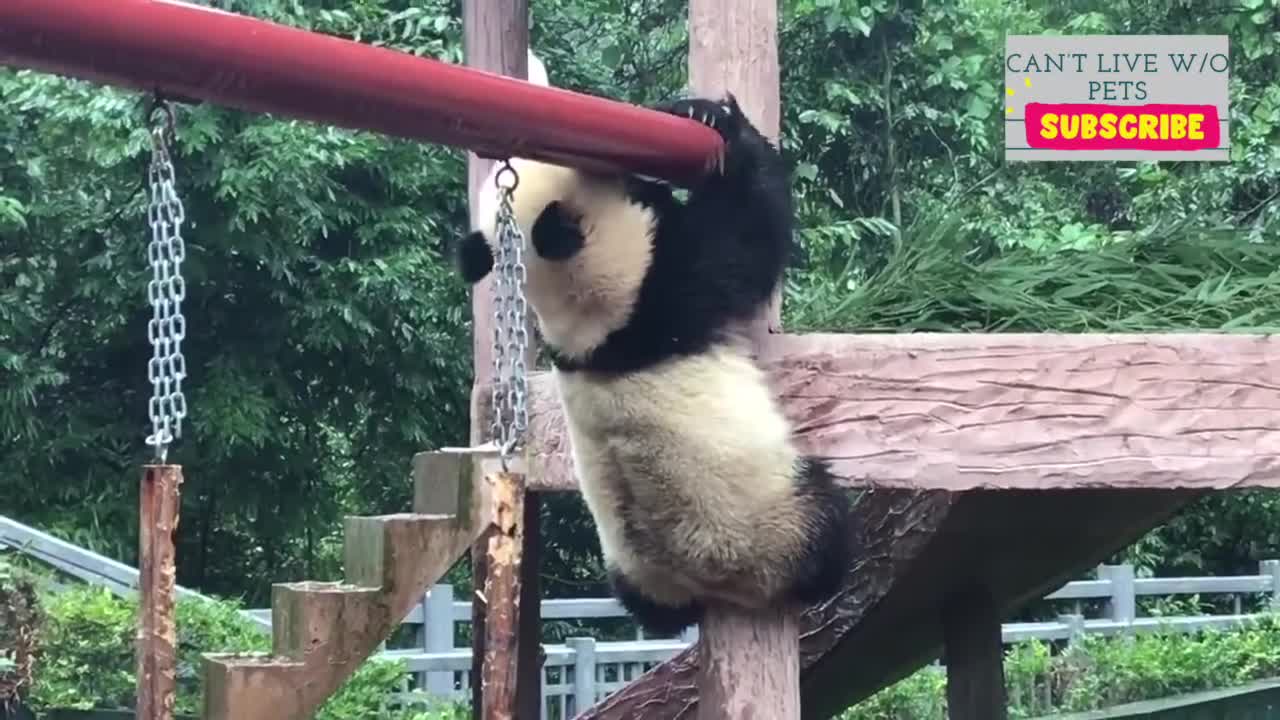 Satifying panda rolling videos..... No doubt they are rare. King of laziness.